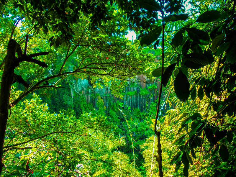 Jungle Canopy View