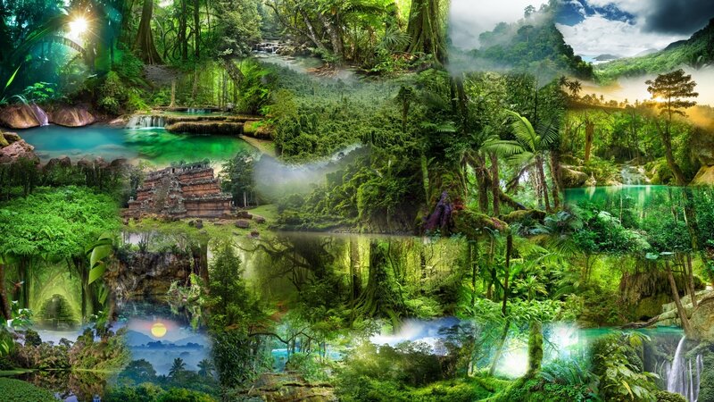 Jungle Collage