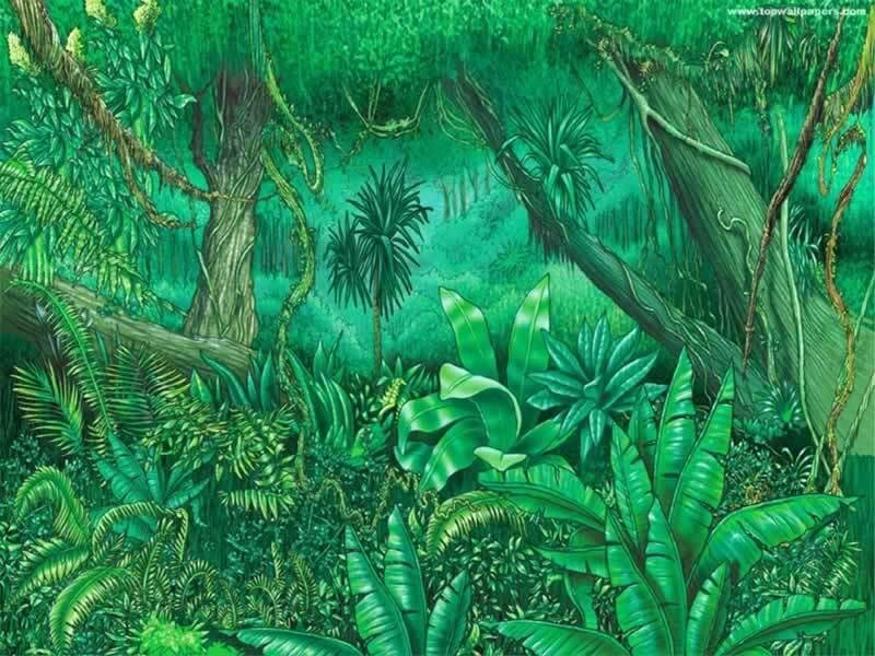 jungle foliage illustration