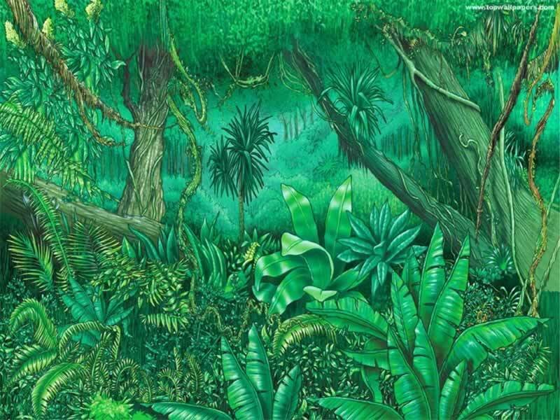 jungle foliage illustration