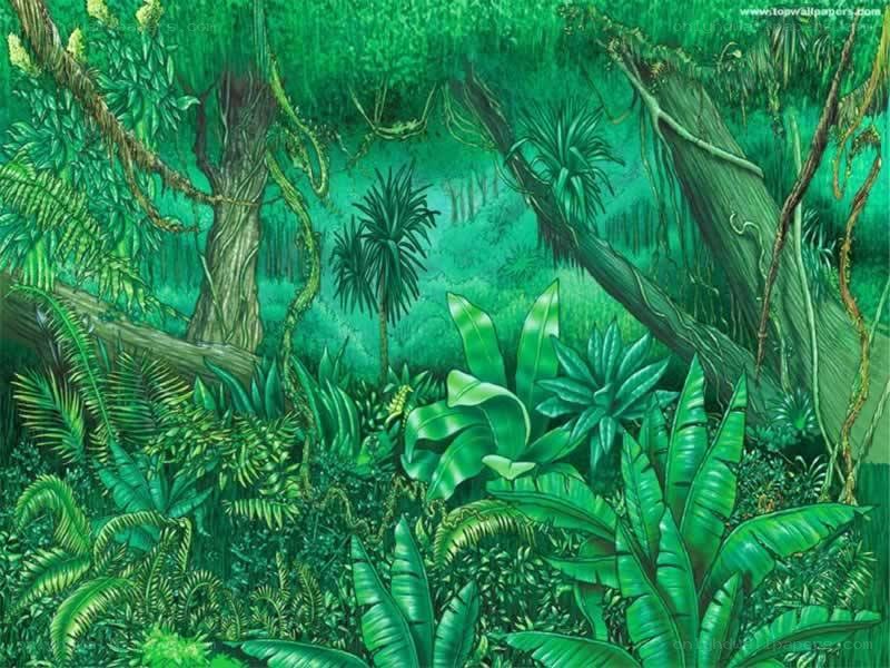 jungle foliage illustration