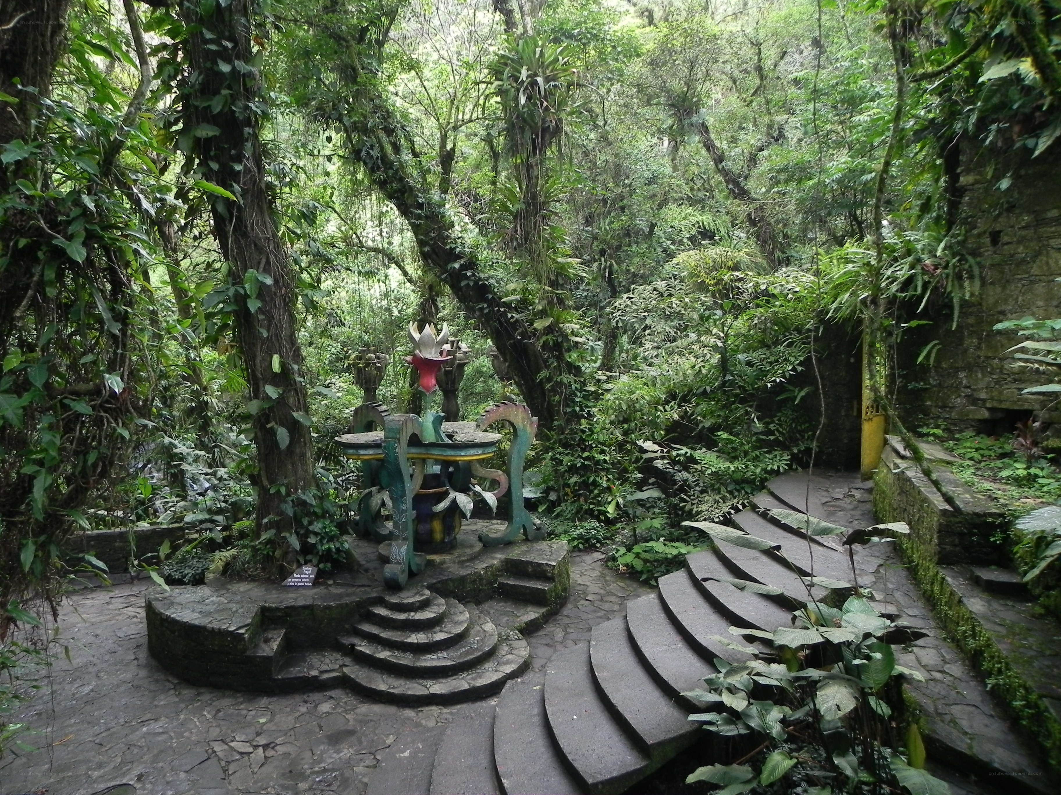 jungle garden with stone steps