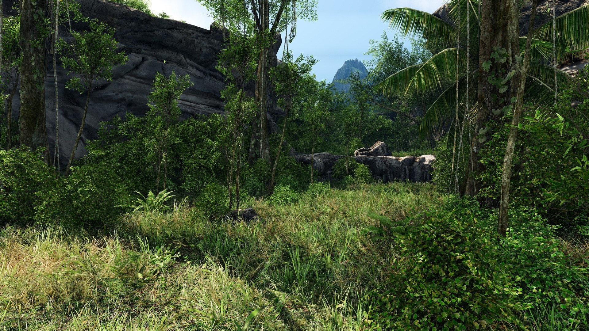 jungle landscape with rocks