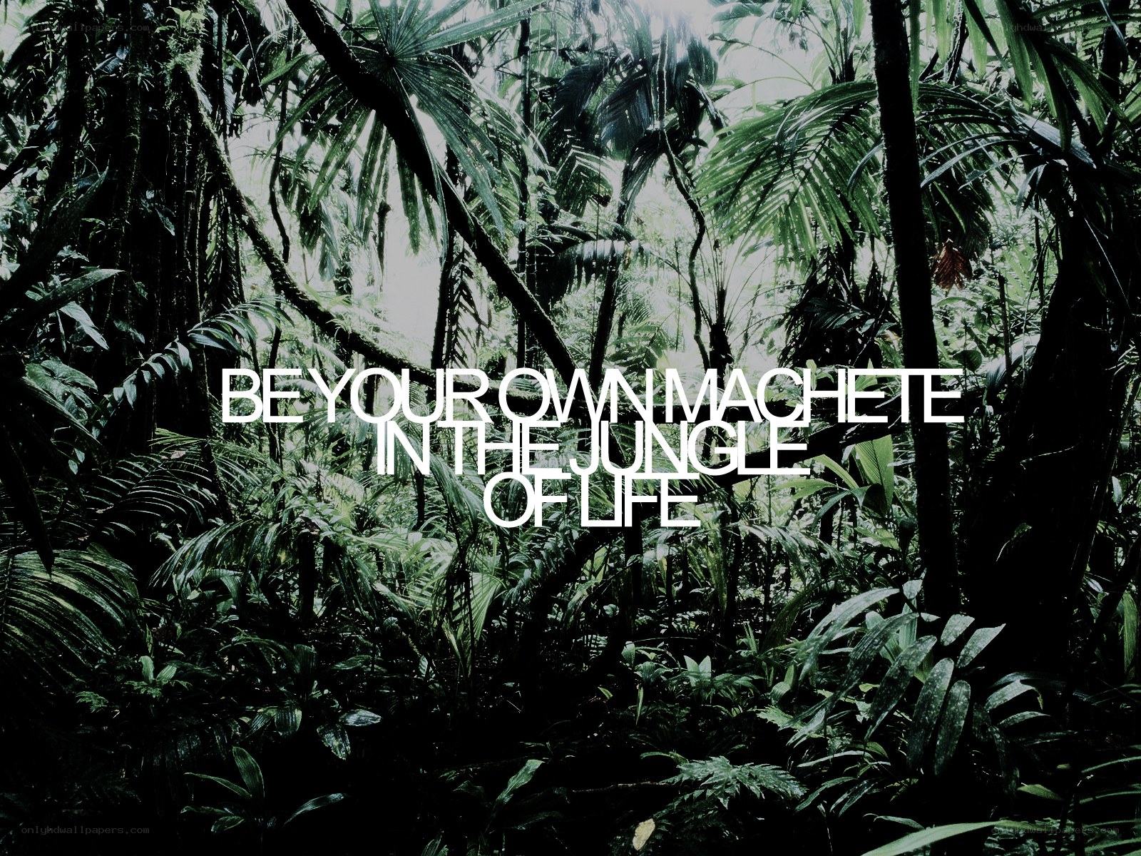 jungle life quote