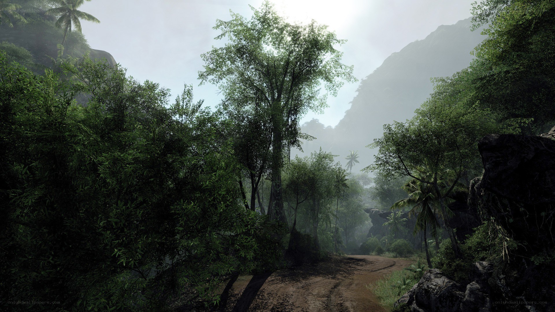 jungle path in misty valley