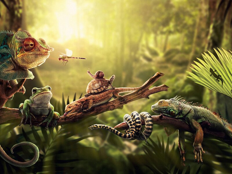 Jungle reptiles and amphibians