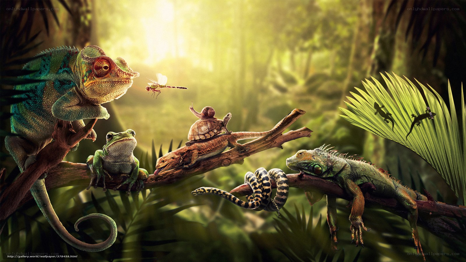 Jungle reptiles in sunlight