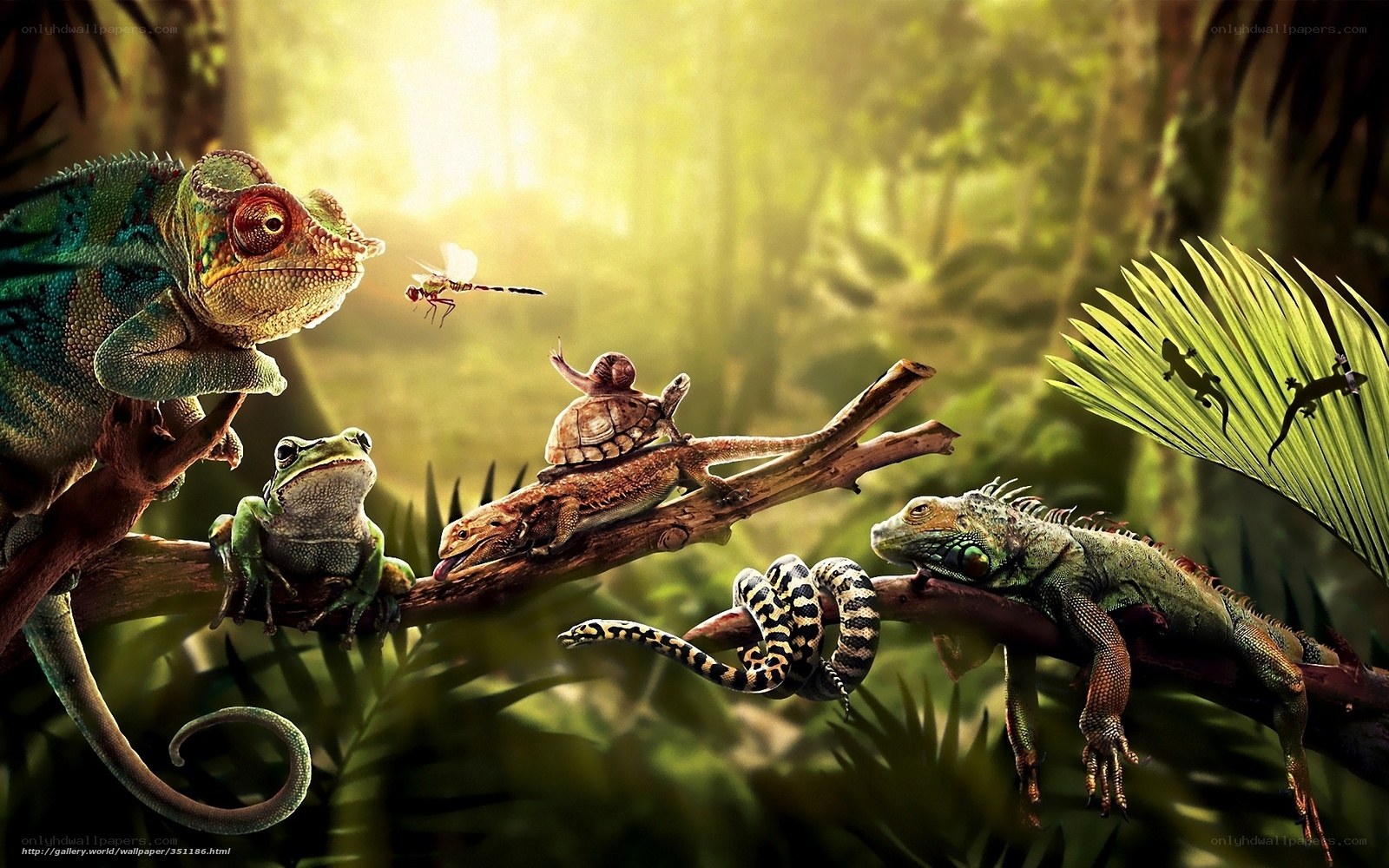 Jungle reptiles in sunlight
