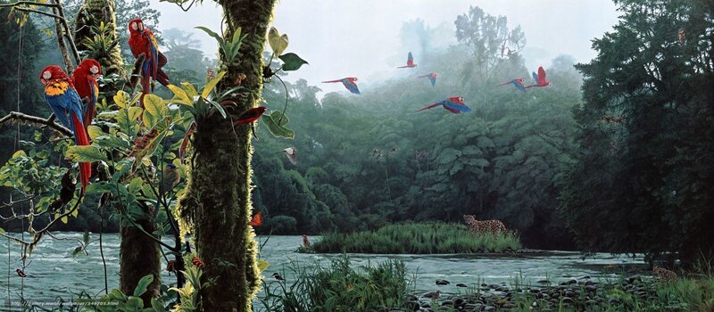 Jungle river with parrots and jaguar