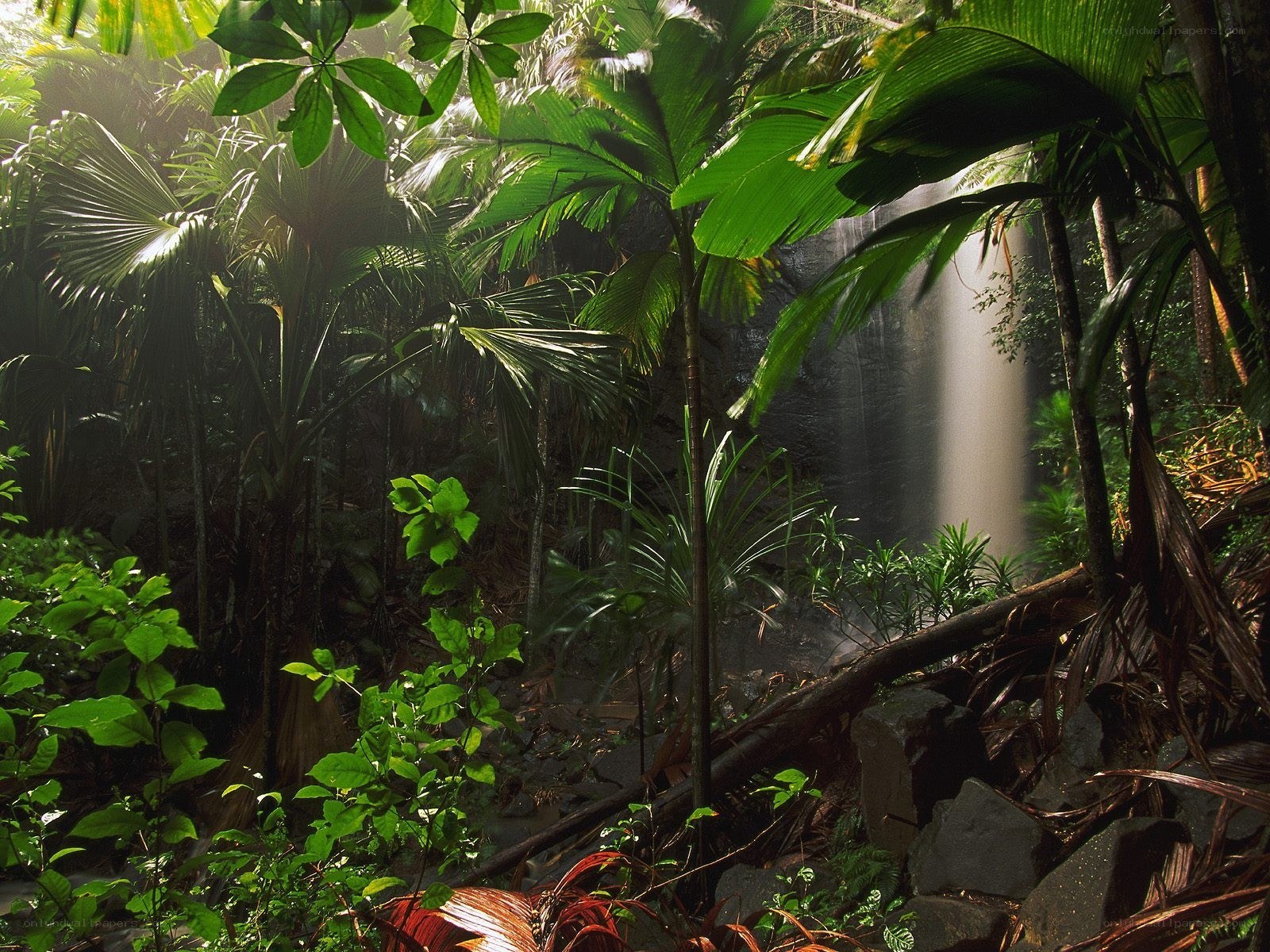 Jungle waterfall in sunlight