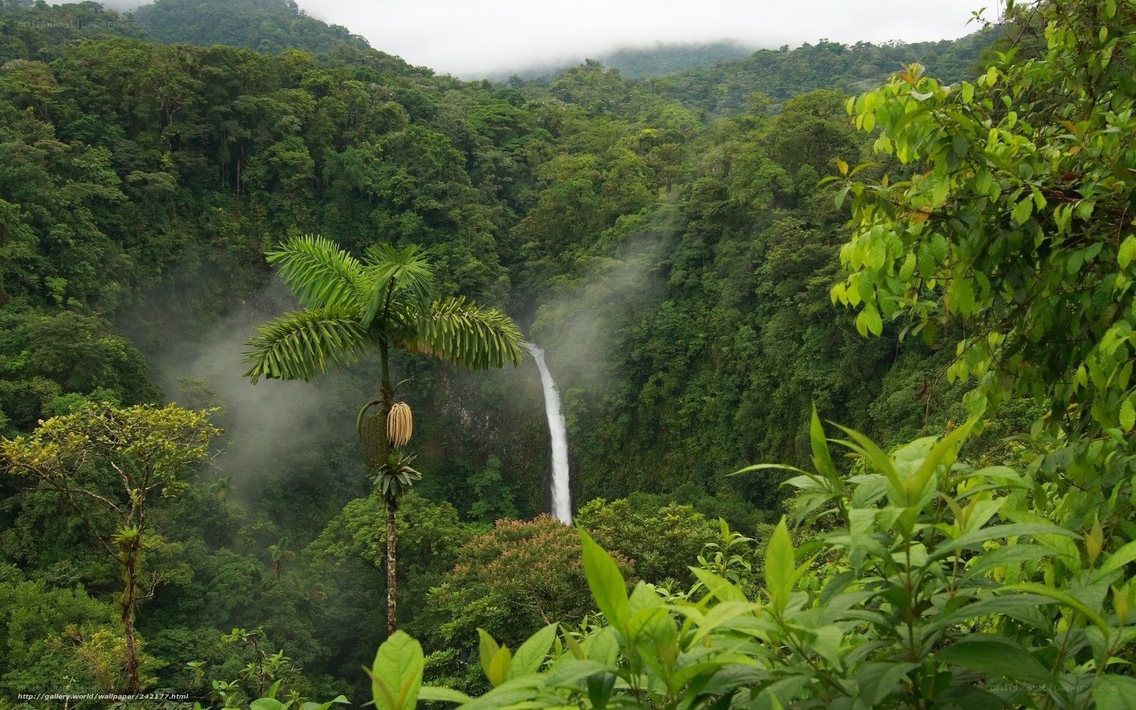 jungle waterfall landscape