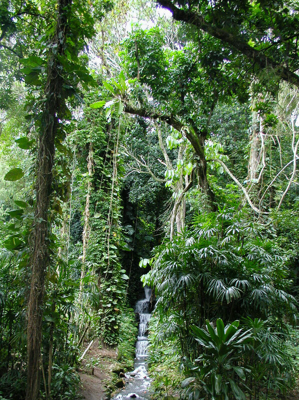 Jungle waterfall scene