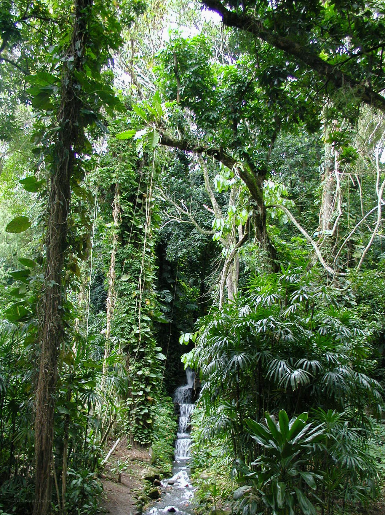 Jungle waterfall scene