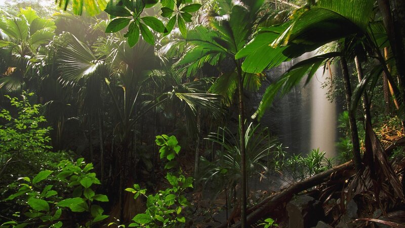 jungle waterfall scene