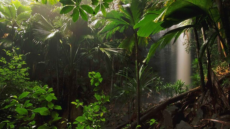 Jungle Waterfall