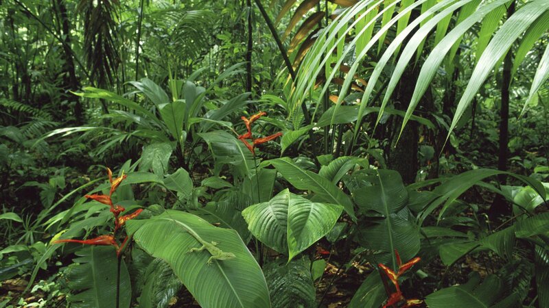 jungle with green plants and flowers