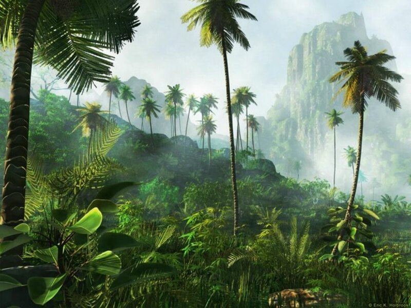 jungle with palm trees