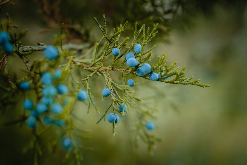 Juniper berries on a branch