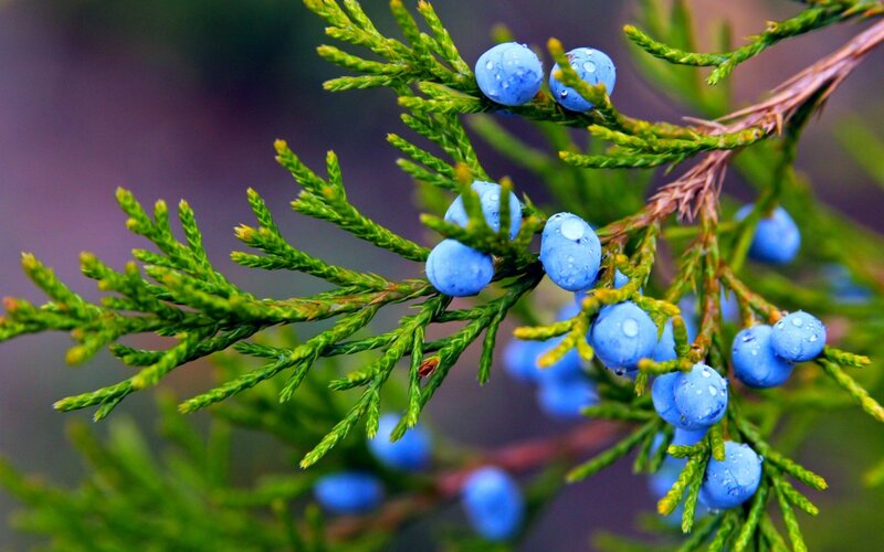 Juniper Berries on Branch — Blue, Natural