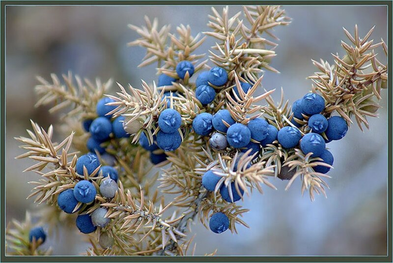 Juniper Berries on Branch — Blue