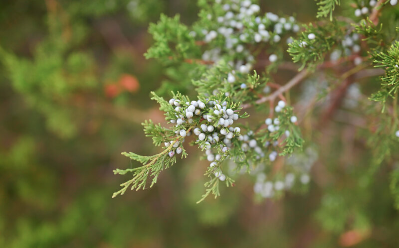 Juniper Berries on Branch — Green, Calm