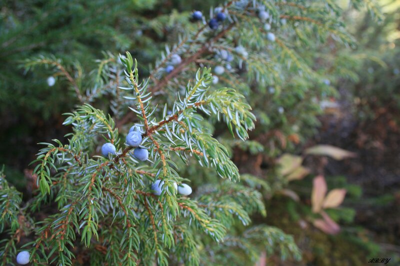 Juniper Berries on Branch — Green, Natural