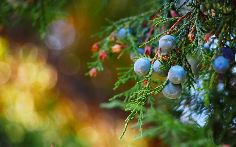 Juniper Berries on Branch — Green, Serene
