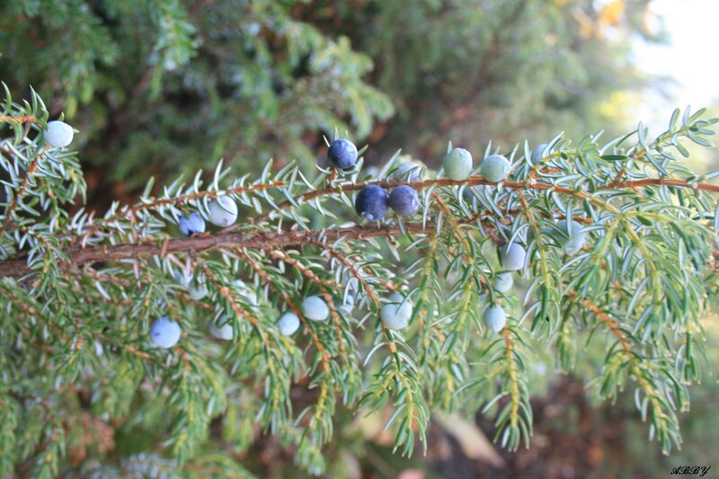 Juniper Berries on Branch — Green