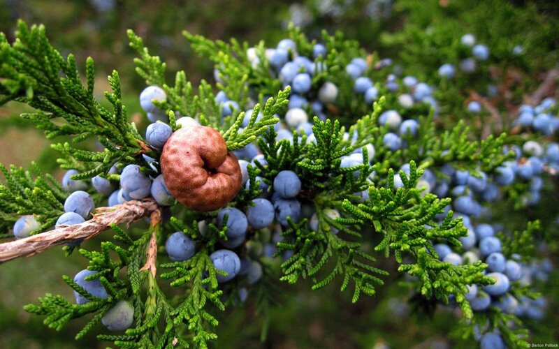 Juniper Berry and Cone