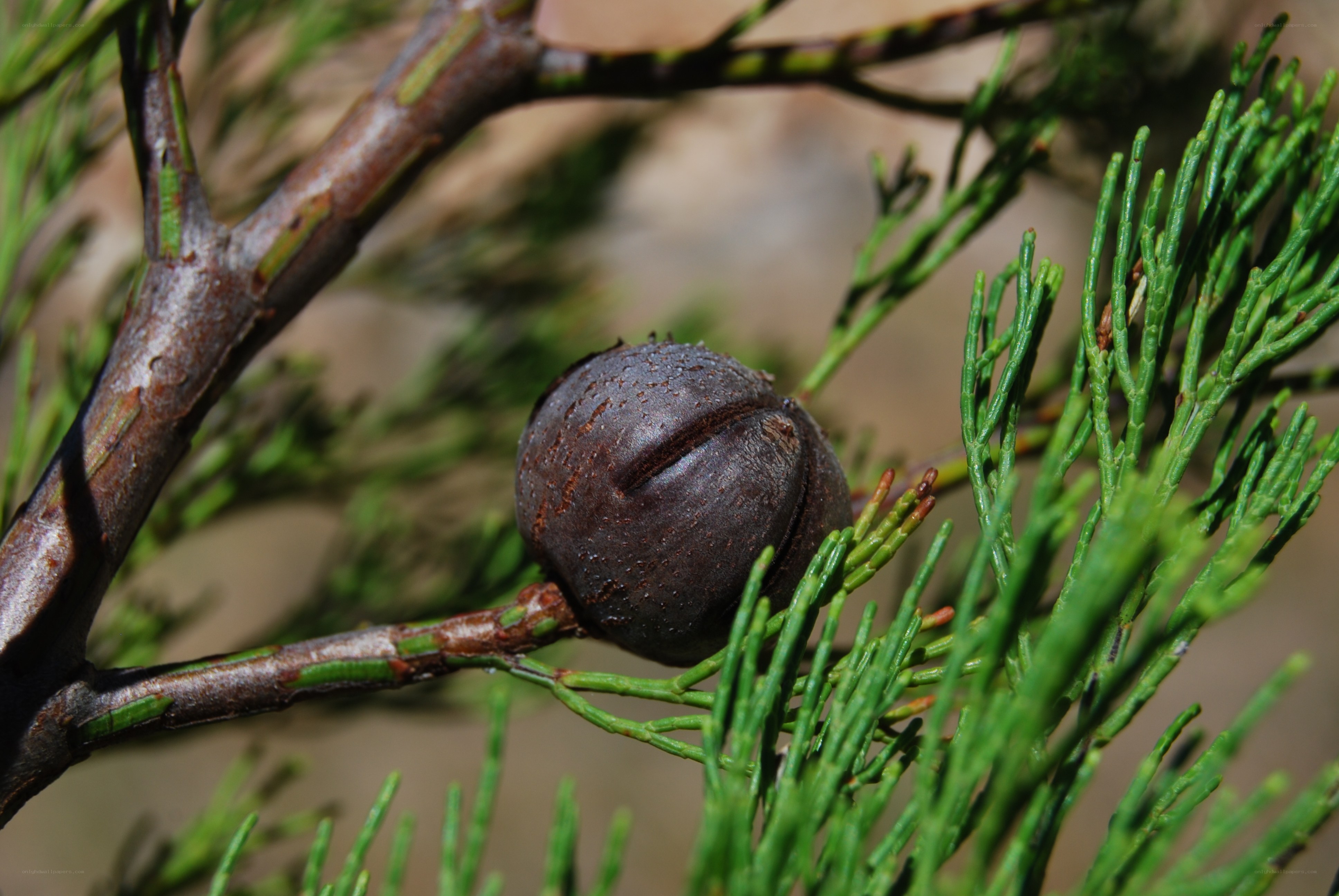 Juniper berry on a branch