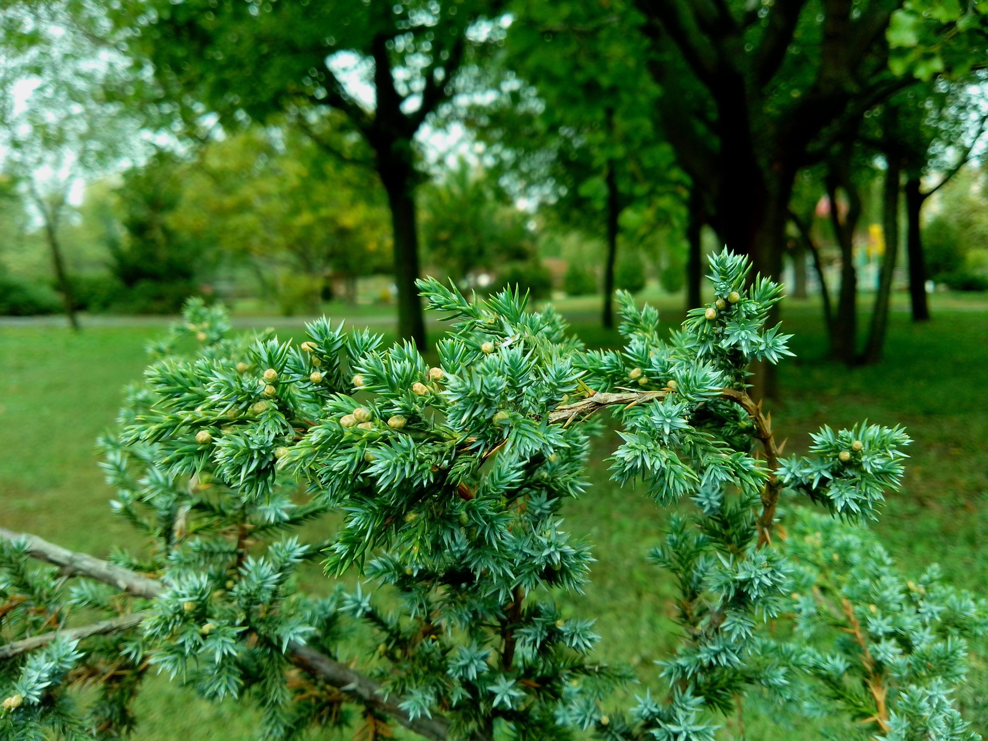 Juniper branch in a park