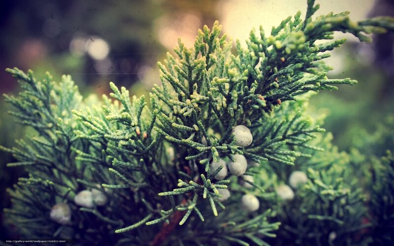 Juniper Branch with Berries — Green, Calm, Photograph
