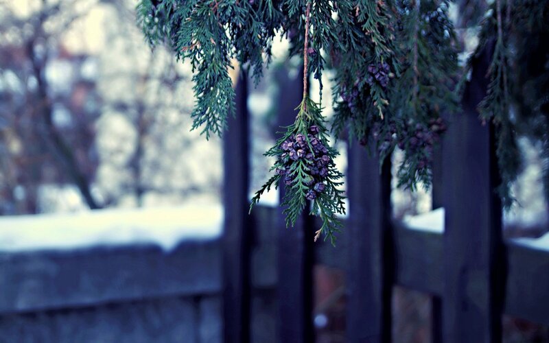 Juniper Branch with Berries — Green, Calm