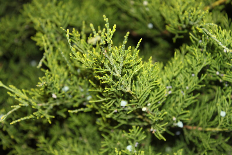 Juniper Branch with Berries — Green