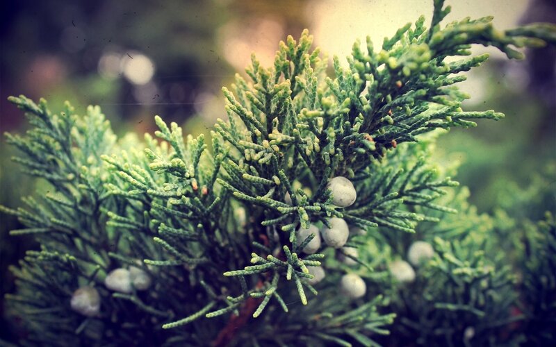 Juniper branch with berries