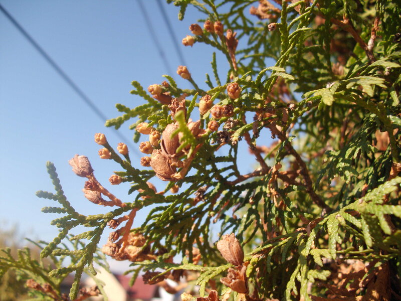 Juniper Branch with Cones