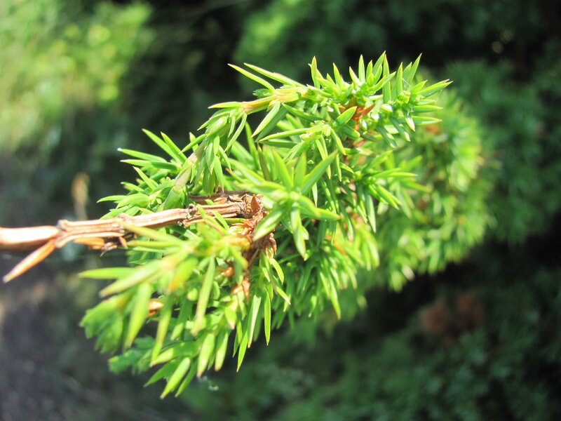 Juniper Branch with Needles