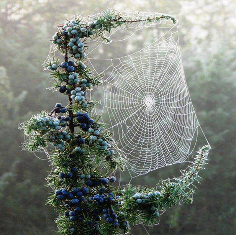 Juniper Branch with Spiderweb