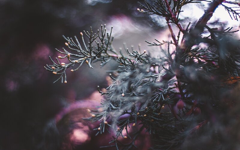 Juniper Branches with Berries