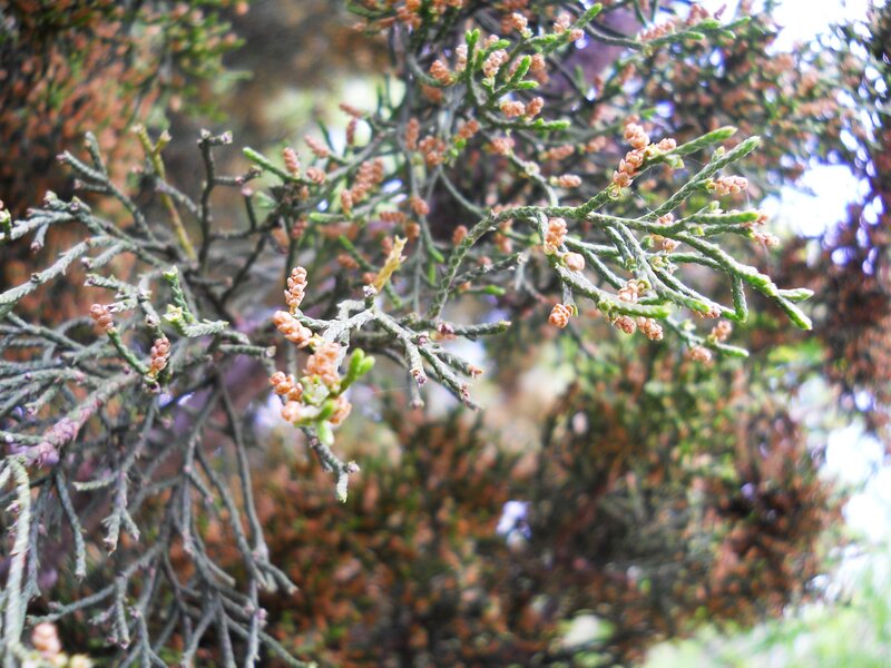 Juniper Branches with Cones