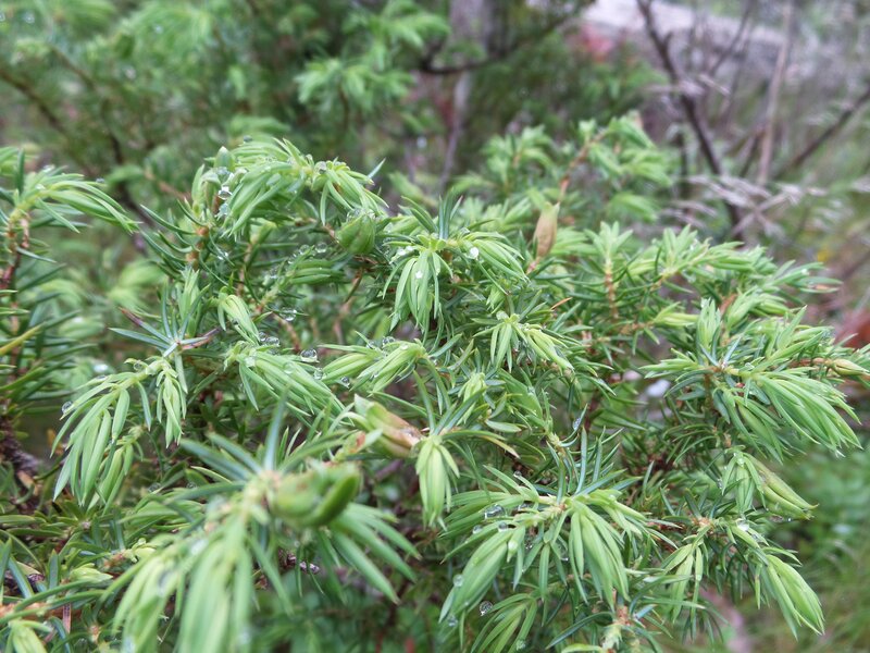 Juniper Branches with Dew