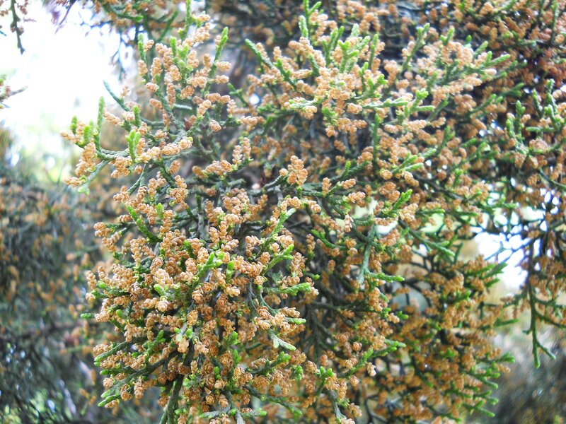 Juniper Tree Branches