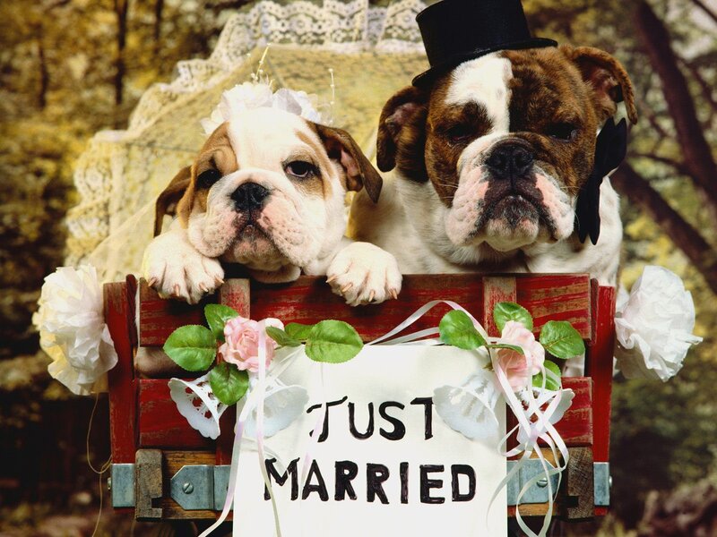 Just Married Bulldogs