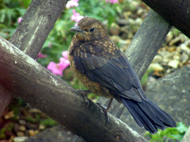 Juvenile Blackbird — Brown