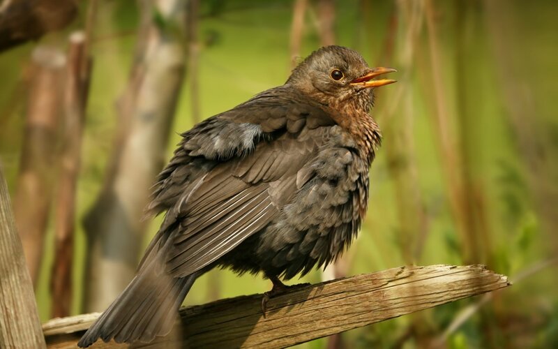 juvenile blackbird on branch