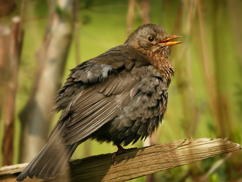 Juvenile Blackbird