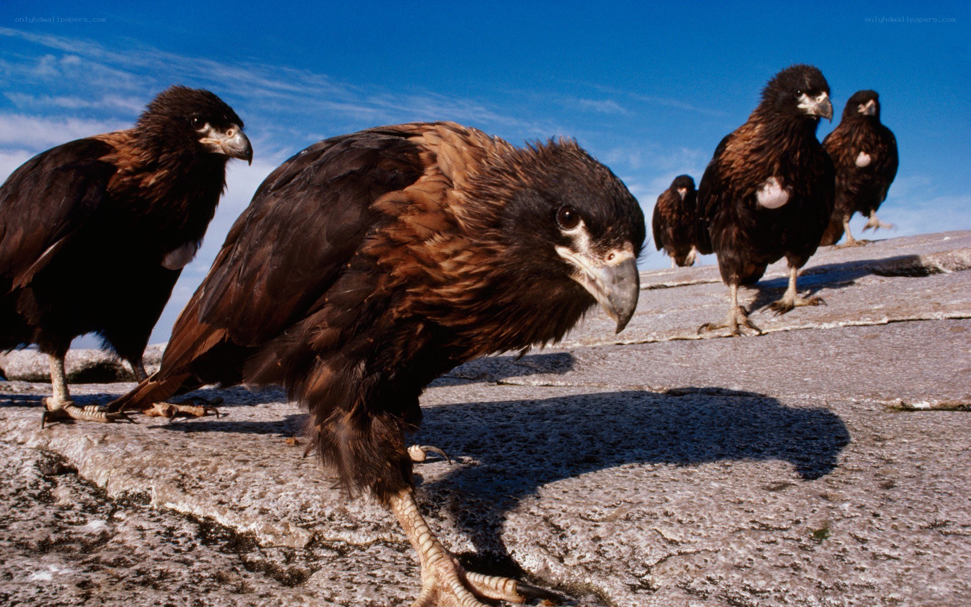 Juvenile eagles on a rocky ledge
