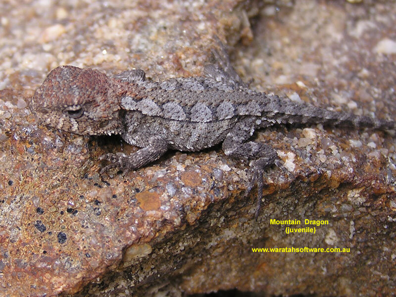 Juvenile Mountain Dragon