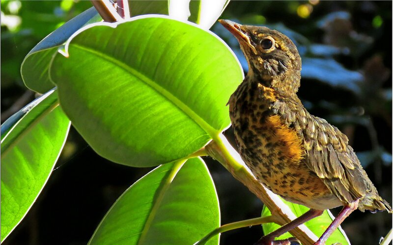 Juvenile Thrush on Branch