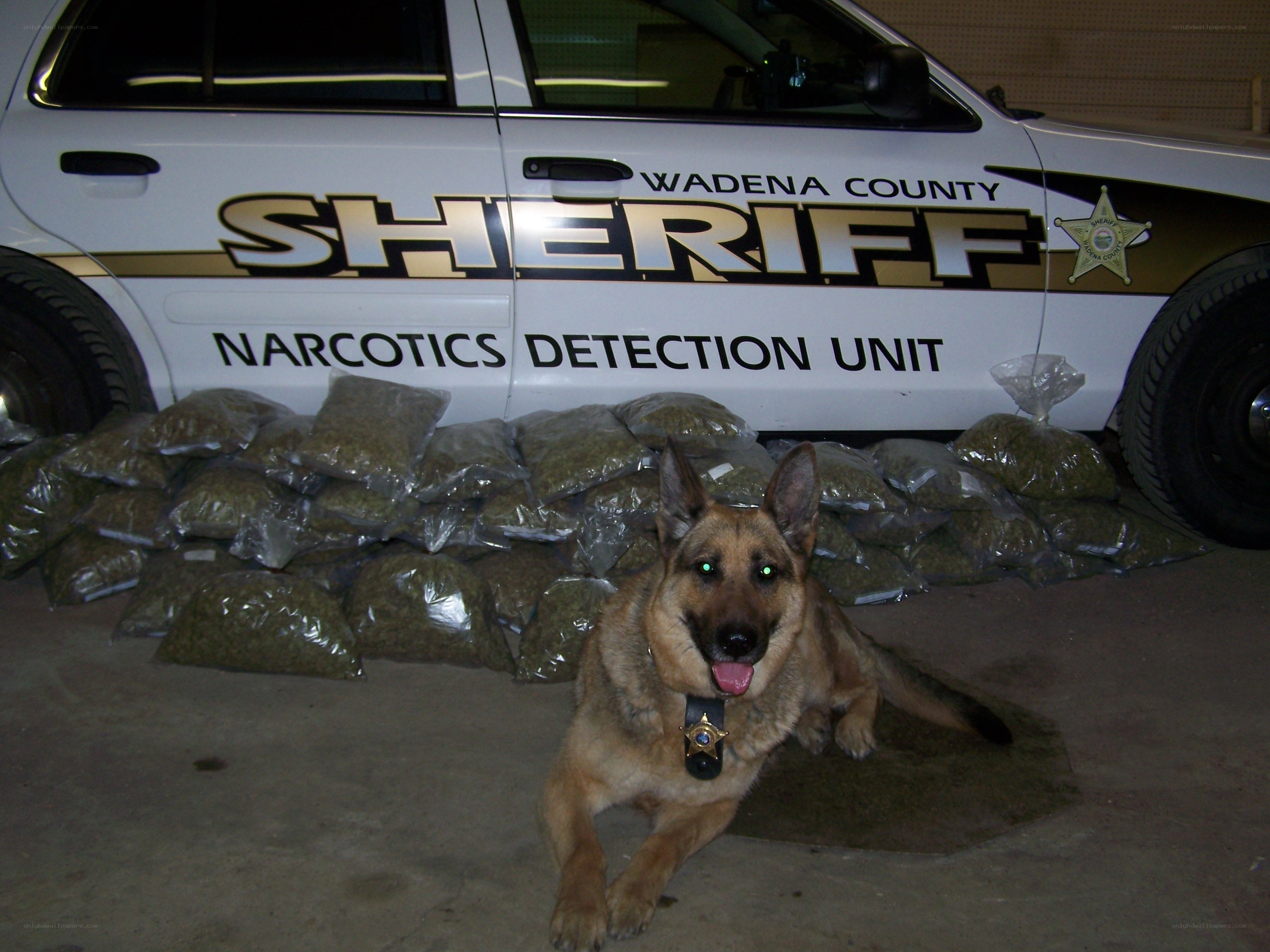 K-9 dog with seized drugs
